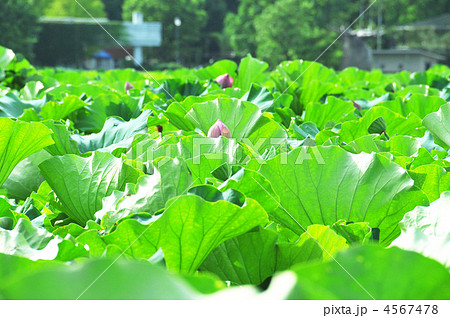 不忍池の蓮 不忍池の蓮 4567478