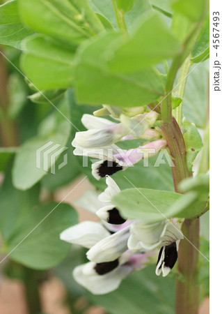 そらまめの花 4567493