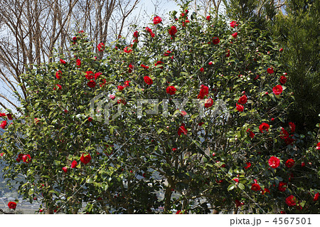 ツバキ ツバキ 4567501