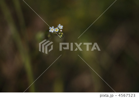 キュウリグサ 4567523