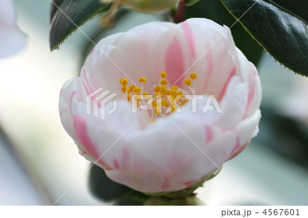 五色八重散椿 4567601