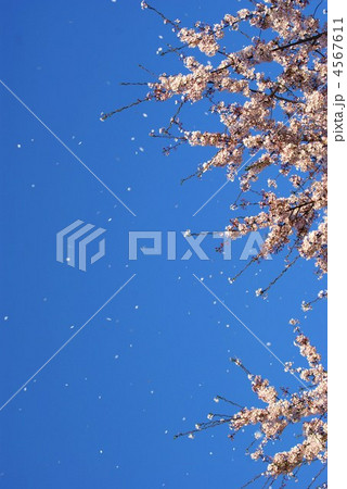 桜吹雪・一瞬空を覆う花びら縦位置 4567611