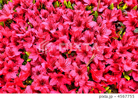 春の花 赤い花 ツツジの写真素材