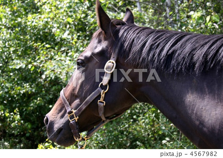 夏の森の馬 4567982