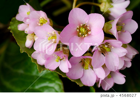 ヒマラヤユキノシタの花 4568027