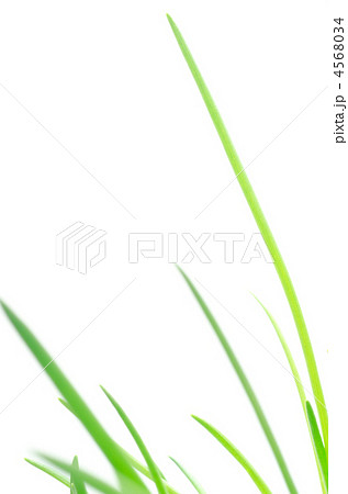 アサツキの緑の葉 アサツキの緑の葉 4568034