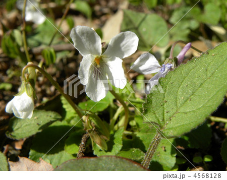 沢山有るスミレの中で白色の花を咲かすマルバスミレ 4568128