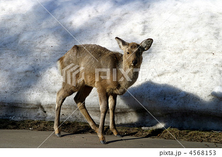 雪壁で困るシカ 雪壁で困るシカ 4568153