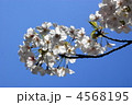 SAKURA 4568195