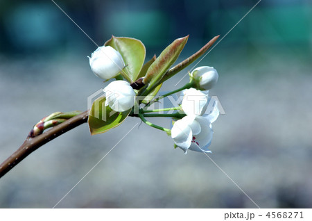 梨の花（蕾）の写真素材 [4568271] - PIXTA