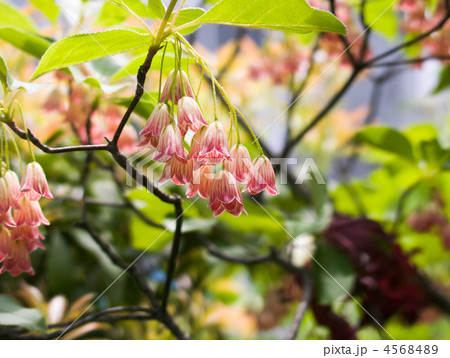 サラサドウダンツツジ 4568489