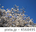 染井吉野 4568495