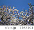 染井吉野 4568503