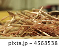 つくし 4568538