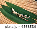 つくし 4568539