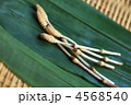 つくし 4568540