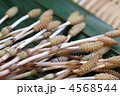 つくし 4568544