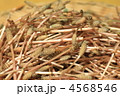 つくし 4568546