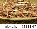 つくし 4568547