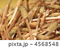 つくし 4568548
