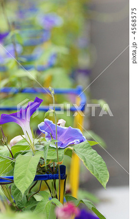学校のアサガオ 4568575