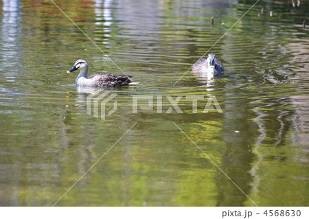 仲良しかも 4568630