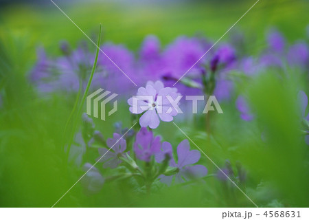 さくら草 4568631