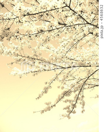 セピア色。。。 セピア色。。。 4568632