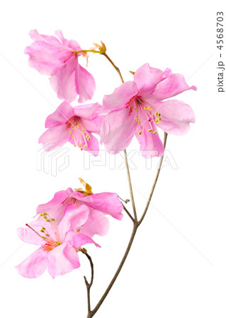 アカヤシオ 4568703