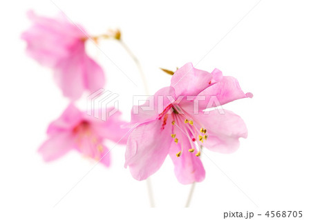 アカヤシオ 4568705