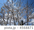 五分咲きの染井吉野 4568871