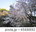 紅枝垂と染井吉野 4568892