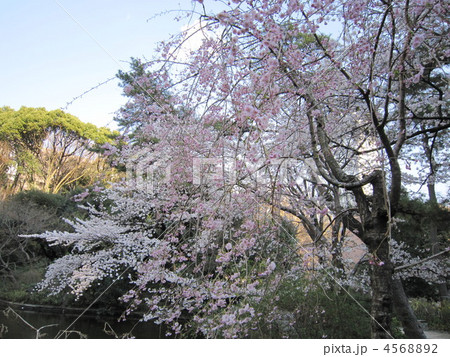 紅枝垂と染井吉野 4568892
