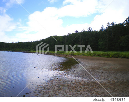 八ヶ岳の雨池 4568935
