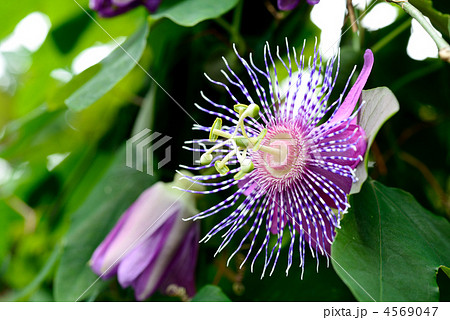 トケイソウ 4569047