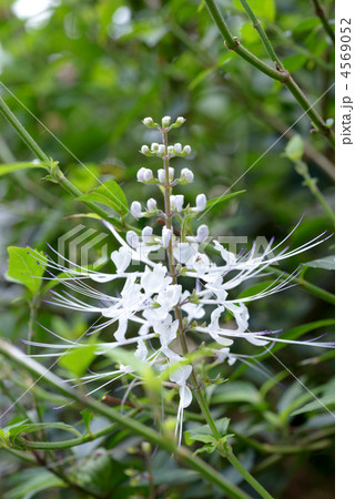 オルソシホン オルソシホン 4569052