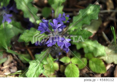 キランソウ 4569112