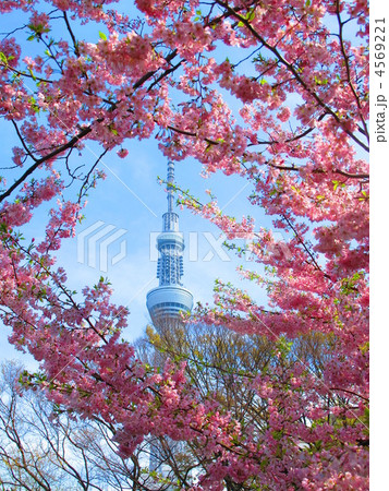 東京スカイツリーと桜 東京スカイツリーと桜 4569221