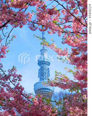 スカイツリーと桜 4569224