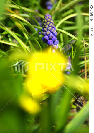 ムスカリ ムスカリ 4569438