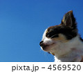 まなざし 4569520