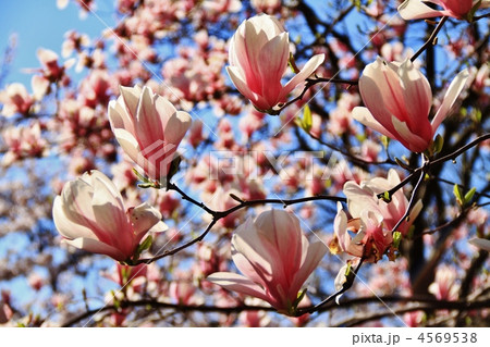 モクレンの花 4569538