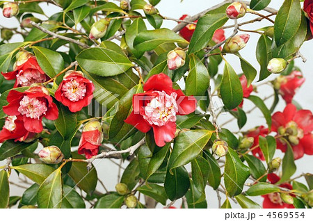 卜伴つばき 4569554