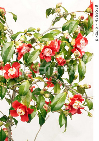 卜伴つばき 4569559