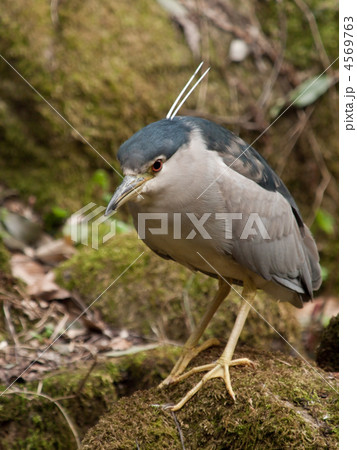 凛々しい五位鷺 凛々しい五位鷺 4569763