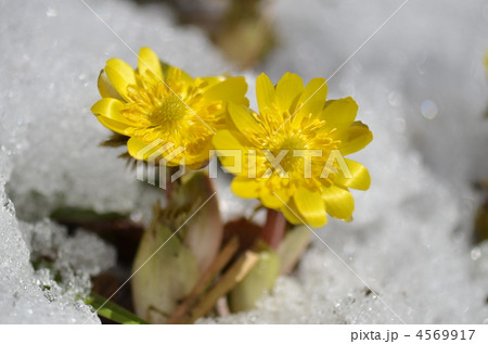 福寿草 4569917