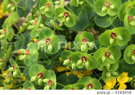 ユーフォルビア・マティーニ 4569956