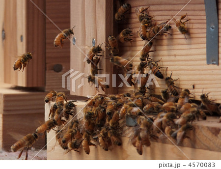 ハチ　巣箱 4570083