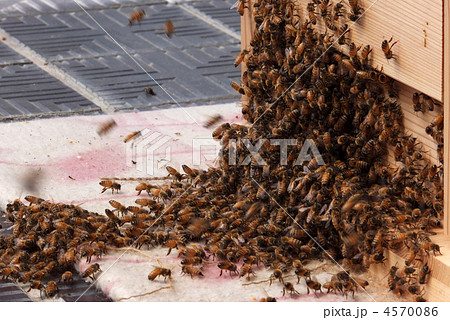 蜂の巣箱の写真素材
