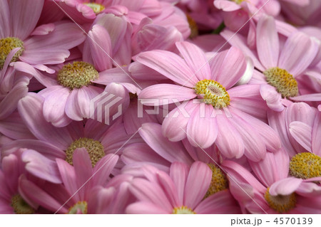 サイネリア サイネリア 4570139